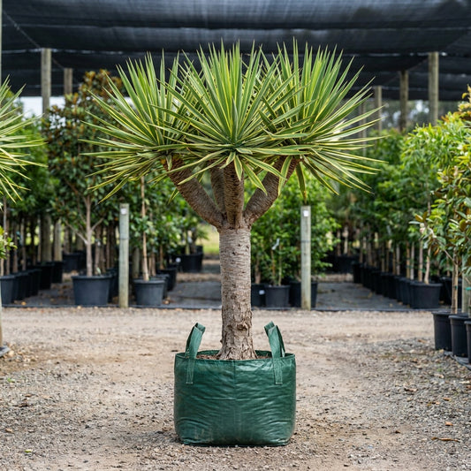Dracaena ‘Malay Stripe’ - Dracaena ‘Malay Stripe’