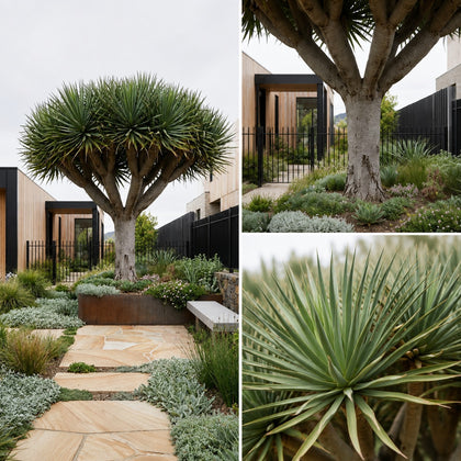 Dragon Tree - Dracaena draco