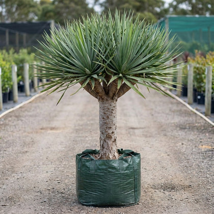 Dragon Tree - Dracaena draco