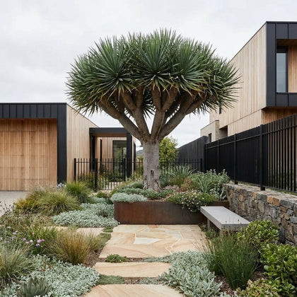 Dragon Tree - Dracaena draco