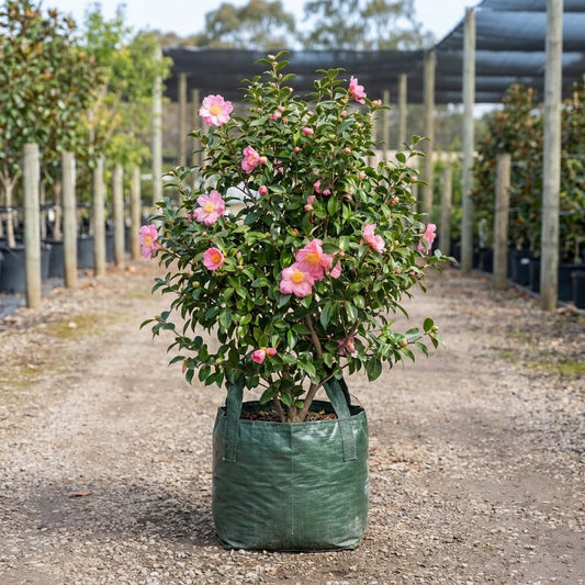 Drama Girl Camellia - Camellia japonica 'Drama Girl'