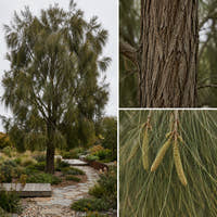 Drooping Sheoak - Allocasuarina verticillata