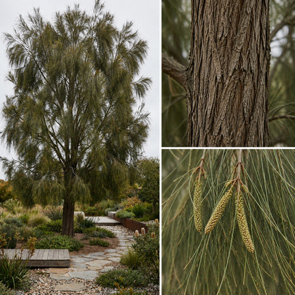 Drooping Sheoak - Allocasuarina verticillata