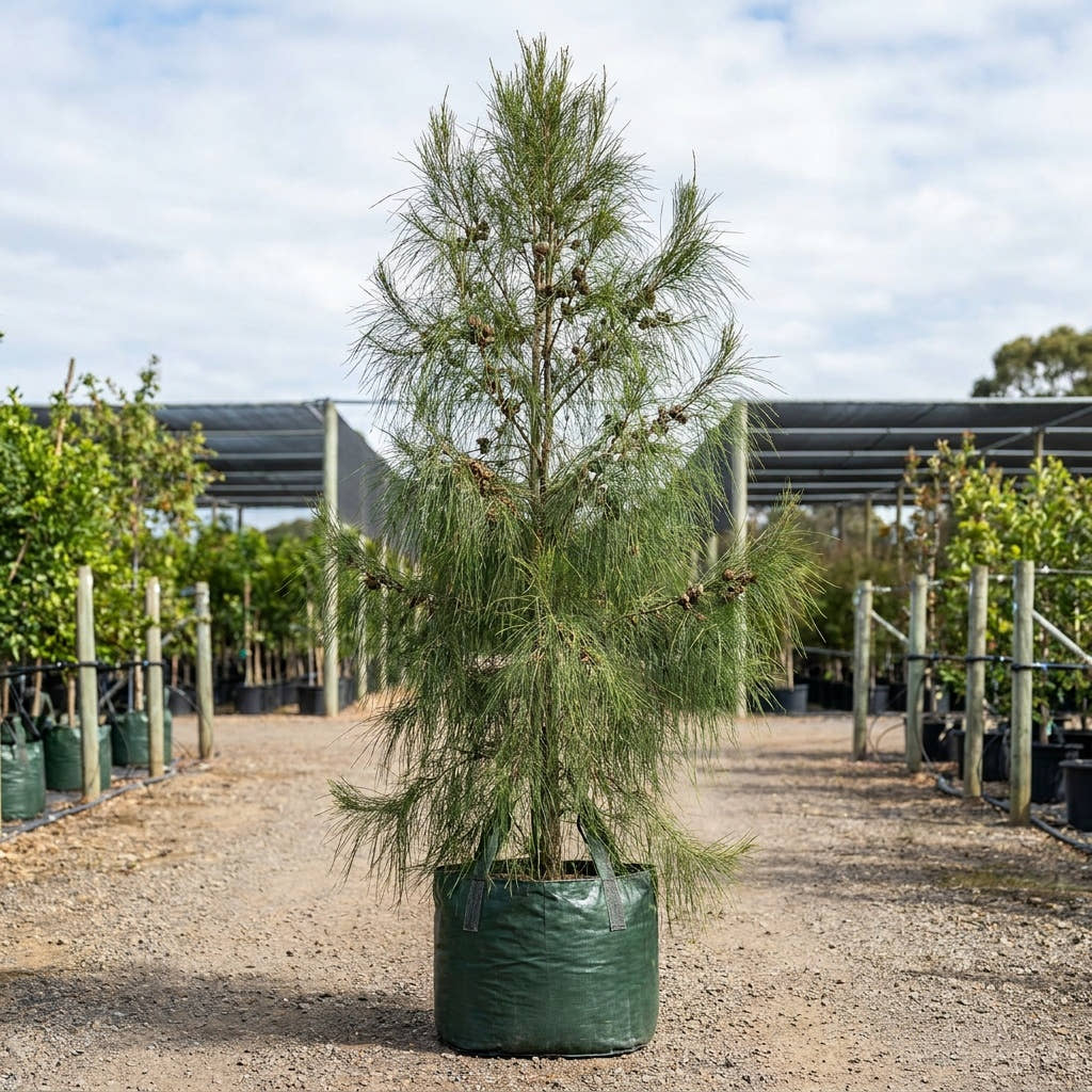 Drooping Sheoak - Allocasuarina verticillata