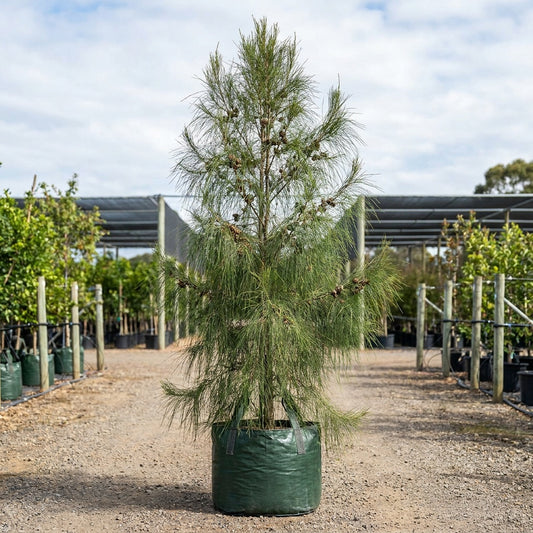 Drooping Sheoak - Allocasuarina verticillata