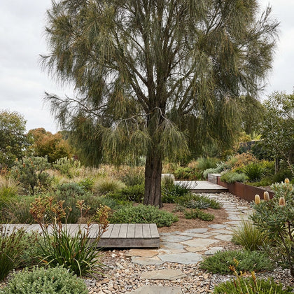 Drooping Sheoak - Allocasuarina verticillata