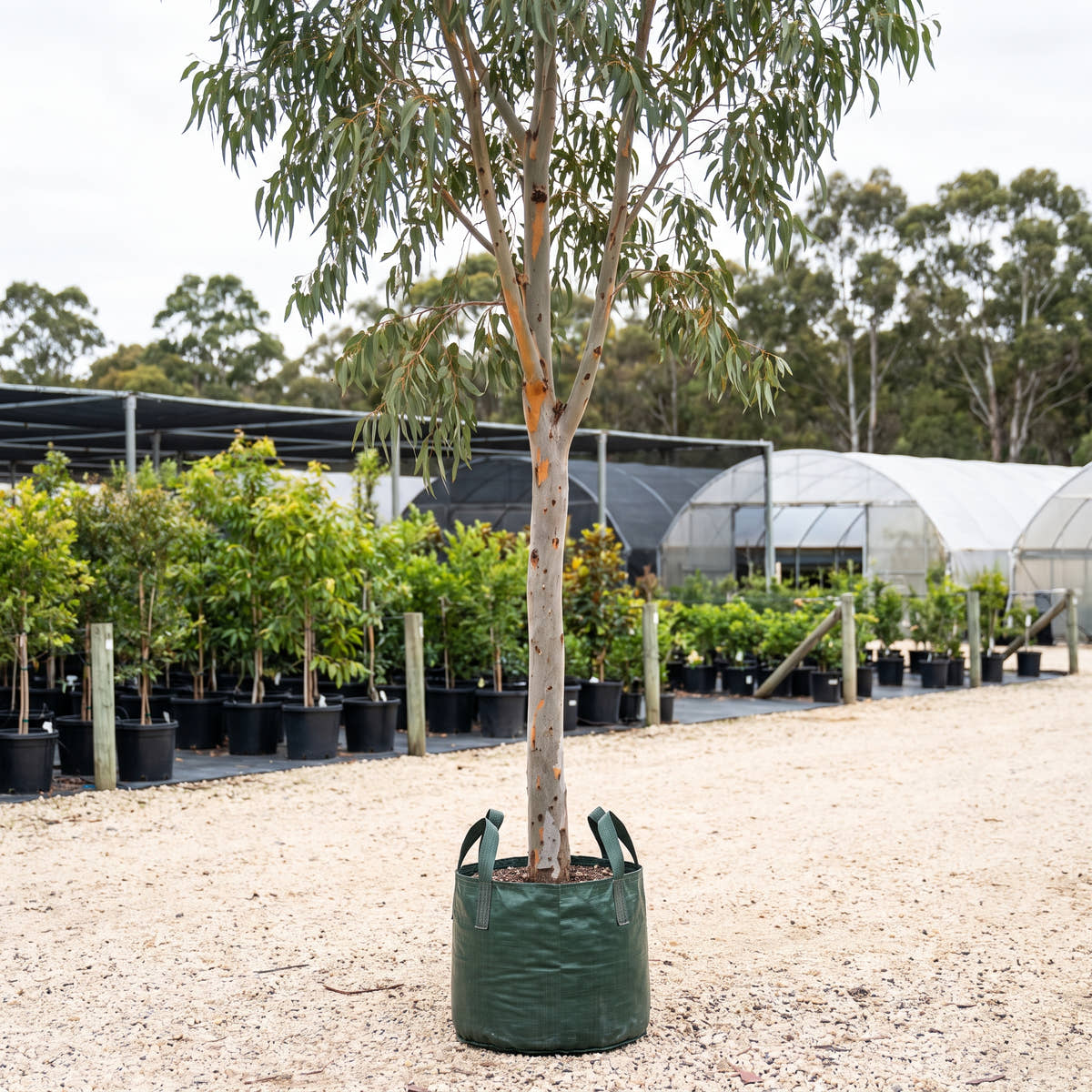 Grey Gum - Eucalyptus punctata
