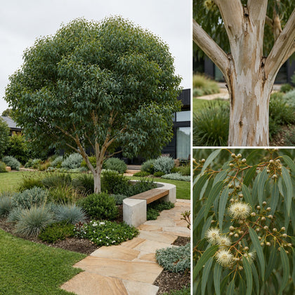 Dwarf Bushy Sugar Gum - Eucalyptus cladocalyx ‘Nana’