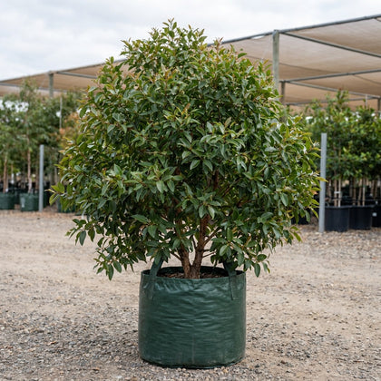 Dwarf Bushy Sugar Gum - Eucalyptus cladocalyx ‘Nana’