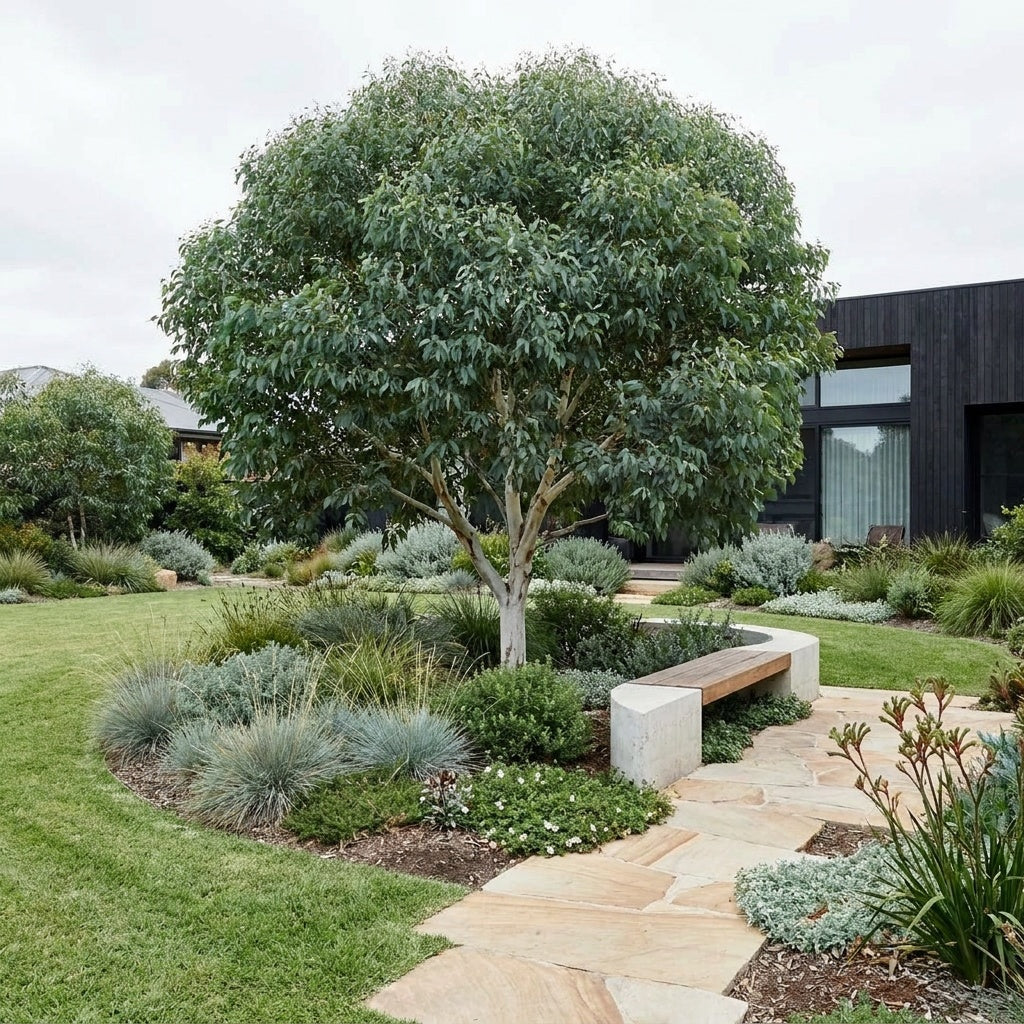 Dwarf Bushy Sugar Gum - Eucalyptus cladocalyx ‘Nana’