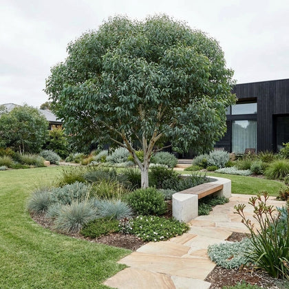 Dwarf Bushy Sugar Gum - Eucalyptus cladocalyx ‘Nana’