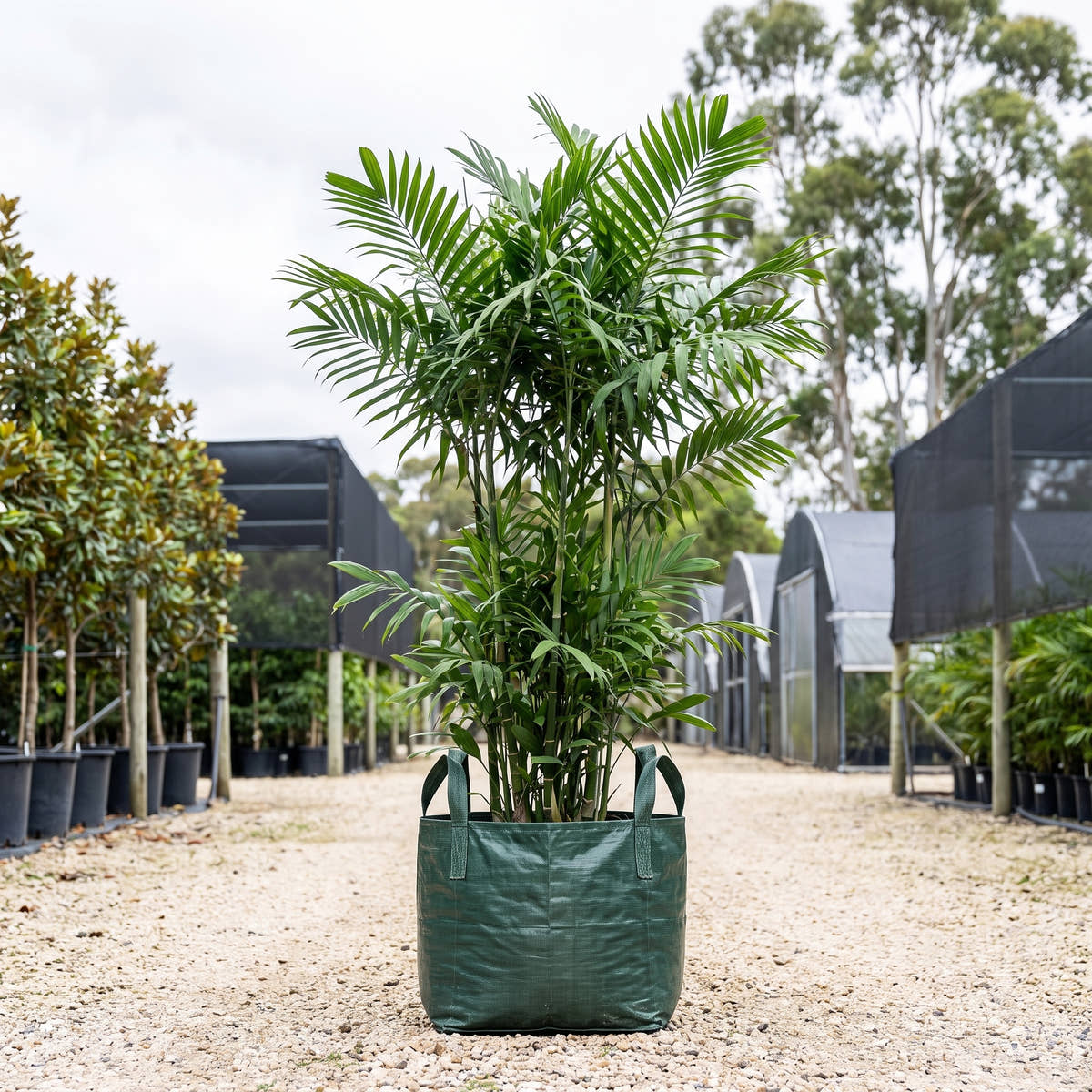 Costa Rican Bamboo Palm - Chamaedorea costaricana