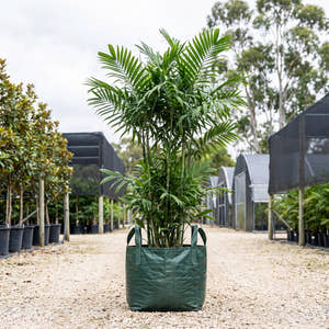 Costa Rican Bamboo Palm - Chamaedorea costaricana
