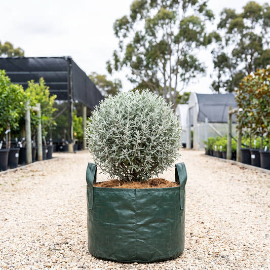 Silver Germander (Topiary Ball) - Teucrium fruticans