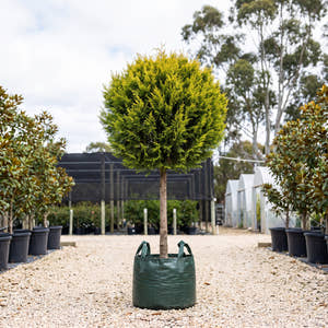Bhutan Cypress (Standard) - Cupressus torulosa