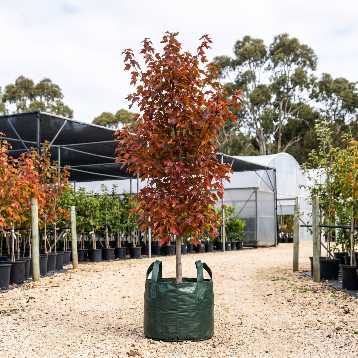 Armstrong Freeman Maple - Acer x freemanii ‘Armstrong’