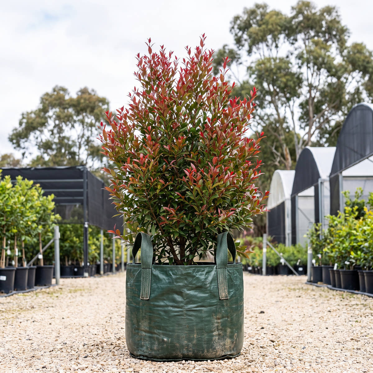 Forest Flame Lilly Pilly - Acmena smithii ‘Forest Flame’