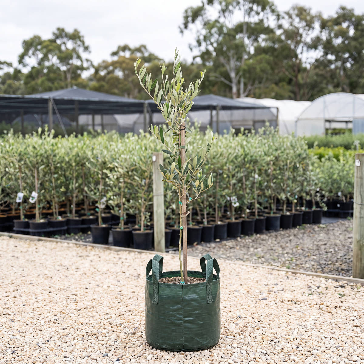Kalamata Olive - Olea europaea ‘Kalamata’