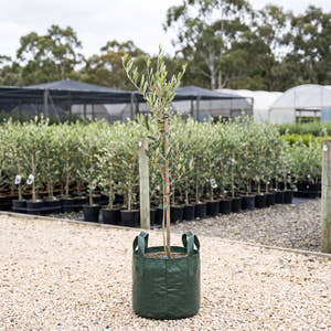 Kalamata Olive - Olea europaea ‘Kalamata’