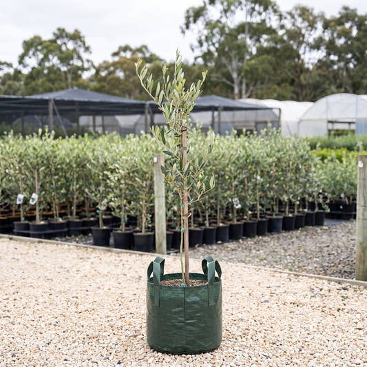 Kalamata Olive - Olea europaea ‘Kalamata’