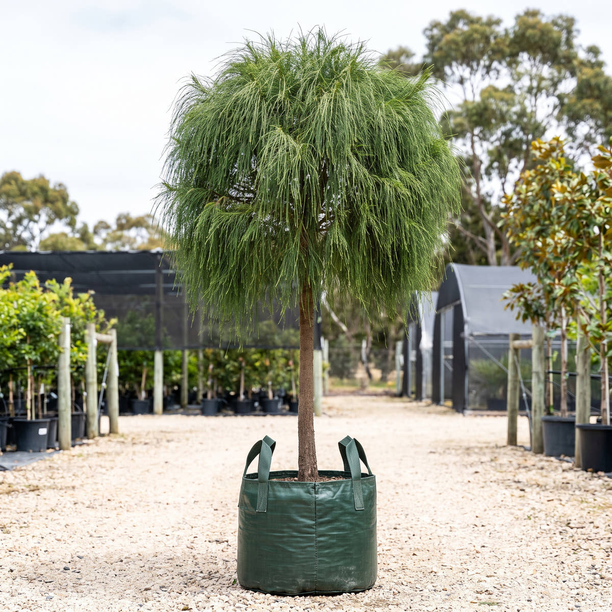 Cousin It Casuarina (Standard) - Casuarina glauca ‘Cousin It’