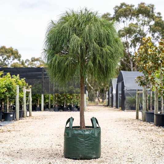 Cousin It Casuarina (Standard) - Casuarina glauca ‘Cousin It’