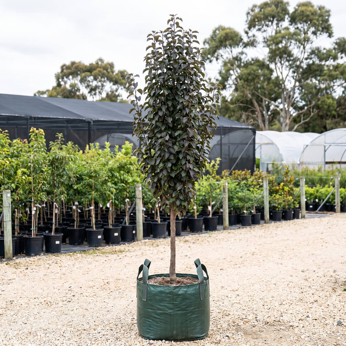 Javelin Ornamental Pear - Pyrus calleryana x pyrifolia ‘Javelin’