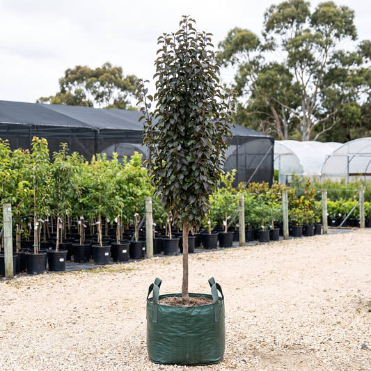 Javelin Ornamental Pear - Pyrus calleryana x pyrifolia ‘Javelin’