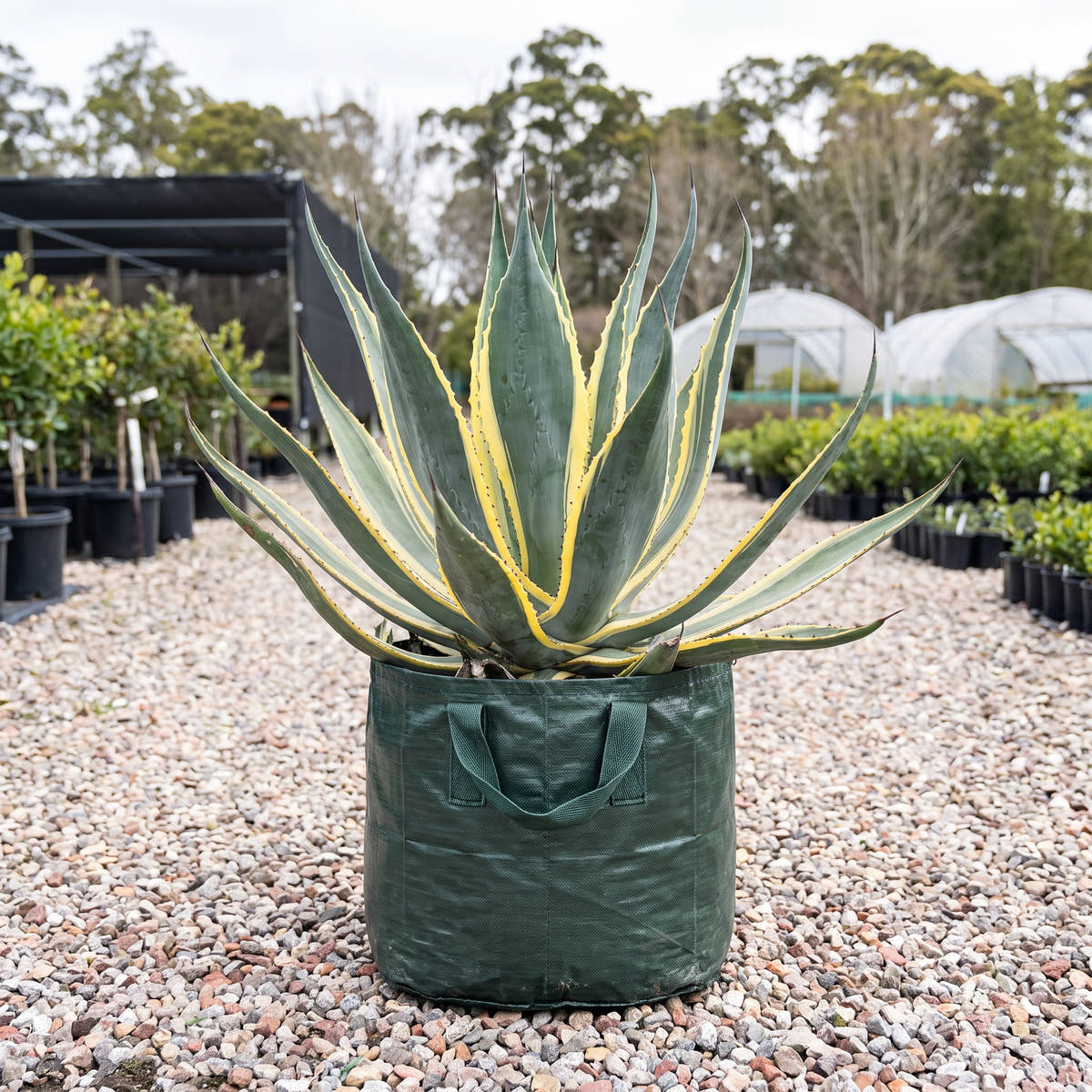 White Century Plant - Agave americana