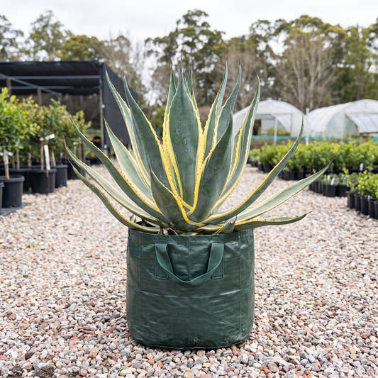 White Century Plant - Agave americana