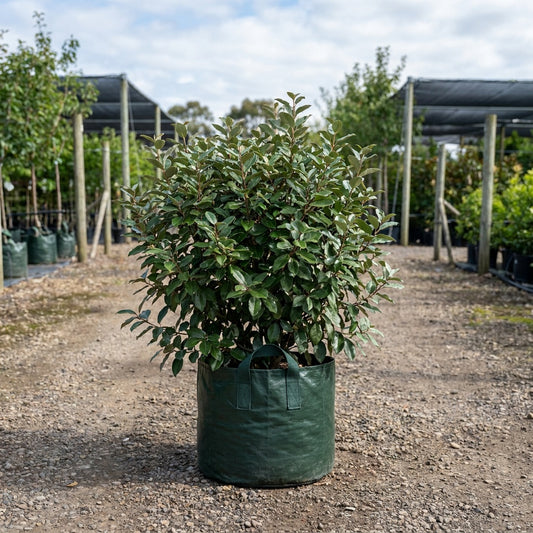 Ebbing’s Silverberry - Elaeagnus × ebbingei