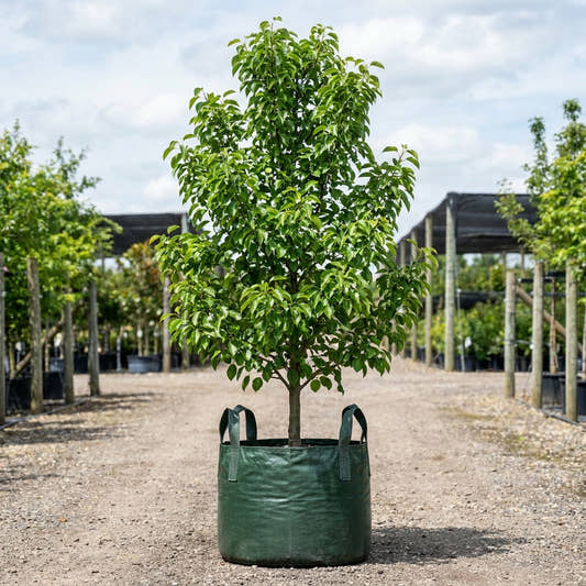 Edgewood Ornamental Pear - Pyrus ‘Edgewood’