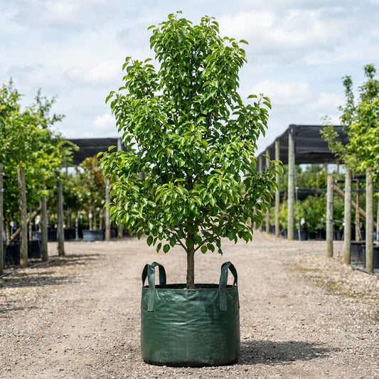 Edgewood Ornamental Pear - Pyrus x ‘Edgewood’