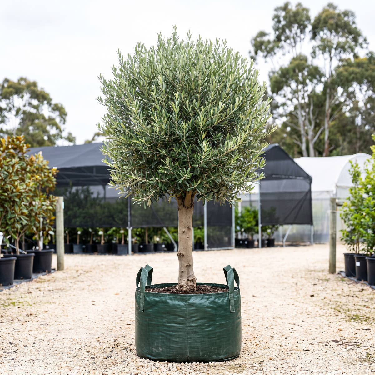 Tolley’s Upright Olive (Standard) - Olea europaea ‘Tolley’s Upright’