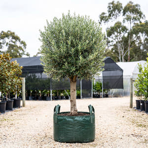 Tolley’s Upright Olive (Standard) - Olea europaea ‘Tolley’s Upright’