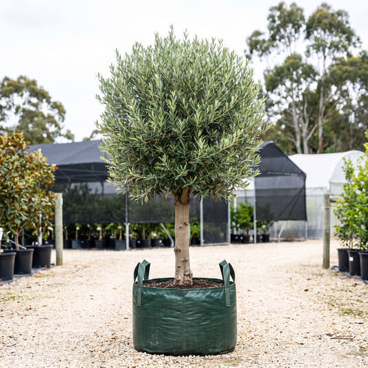 Tolley’s Upright Olive (Standard) - Olea europaea ‘Tolley’s Upright’