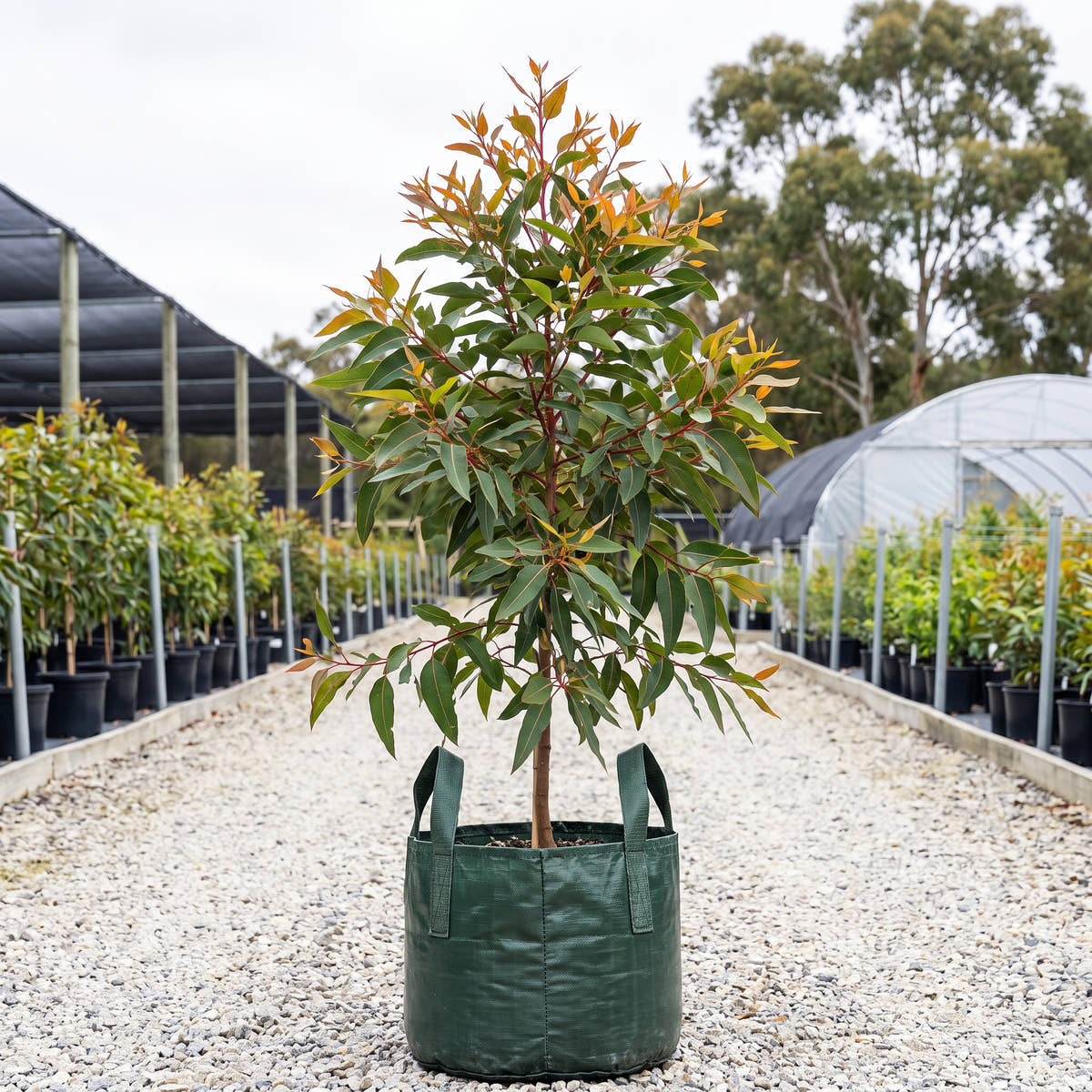 Wild Sunset Flowering Gum - Corymbia ficifolia ‘Wild Sunset’