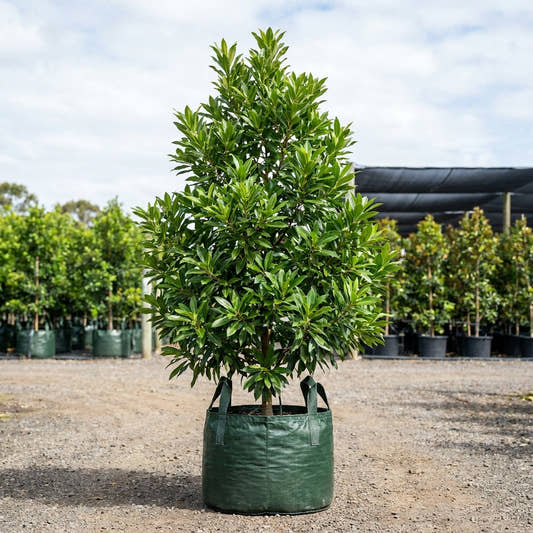 Green Dream Elaeocarpus - Elaeocarpus ‘Green Dream’