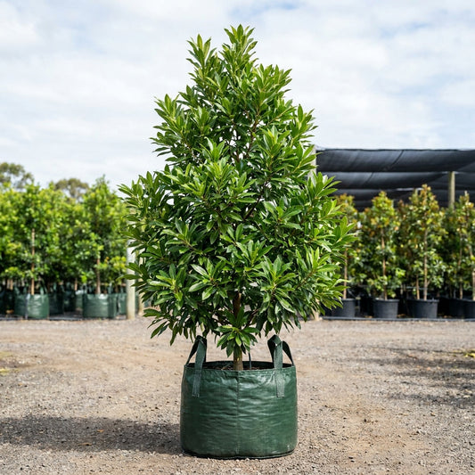 Green Dream Elaeocarpus - Elaeocarpus 'Green Dream'