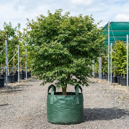 Elegans Japanese Maple - Acer palmatum 'Elegans'