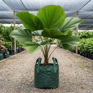 Elegant Fan Palm - Licuala elegans