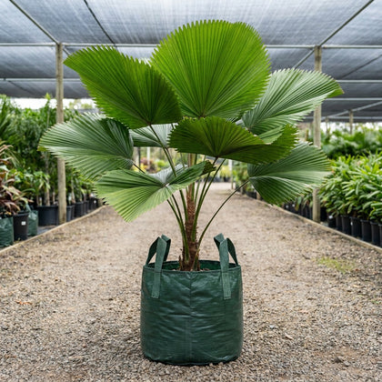 Elegant Fan Palm - Licuala elegans
