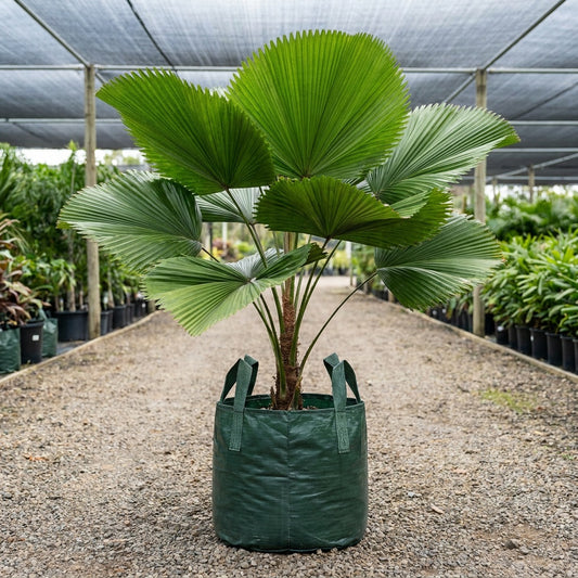 Elegant Fan Palm - Licuala elegans