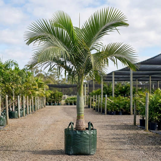 Elegant Palm - Cyphophoenix elegans