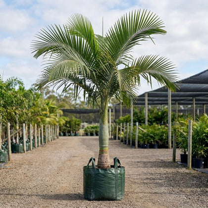 Elegant Palm - Cyphophoenix elegans
