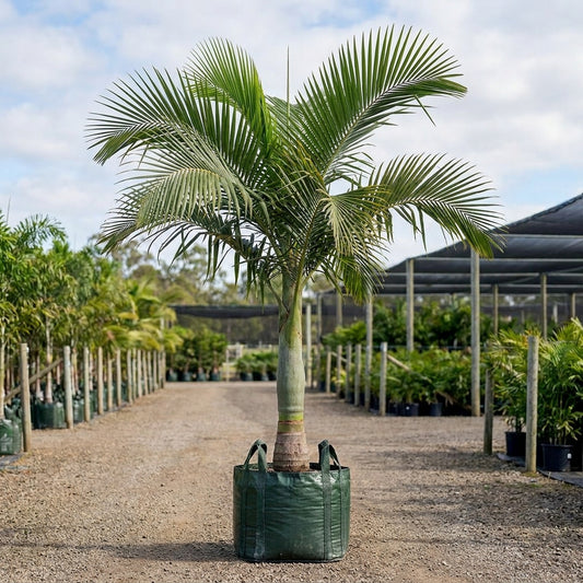 Elegant Palm - Cyphophoenix elegans