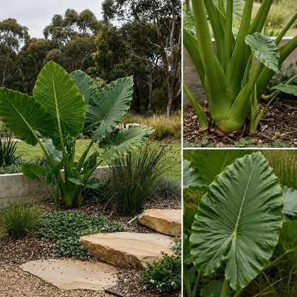 Elephants Ear Plant - Alocasia brisbanensis