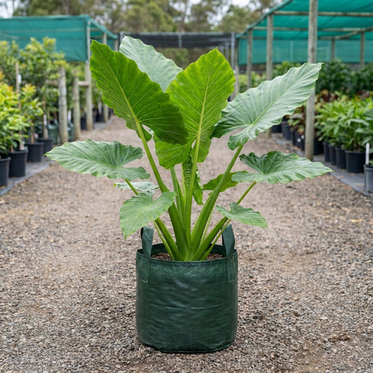Elephants Ear Plant - Alocasia brisbanensis