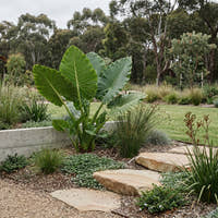 Elephants Ear Plant - Alocasia brisbanensis
