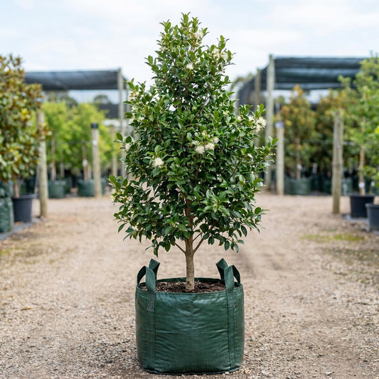 Elite Lilly Pilly - Syzygium australe 'Elite'